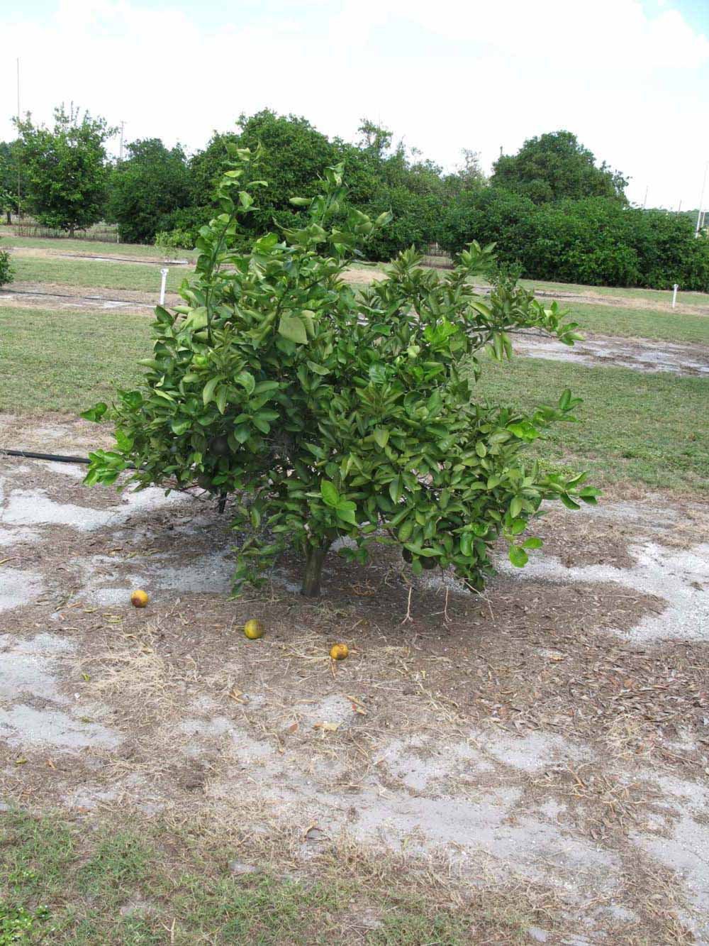            Habit (Winter Haven, FL)   
